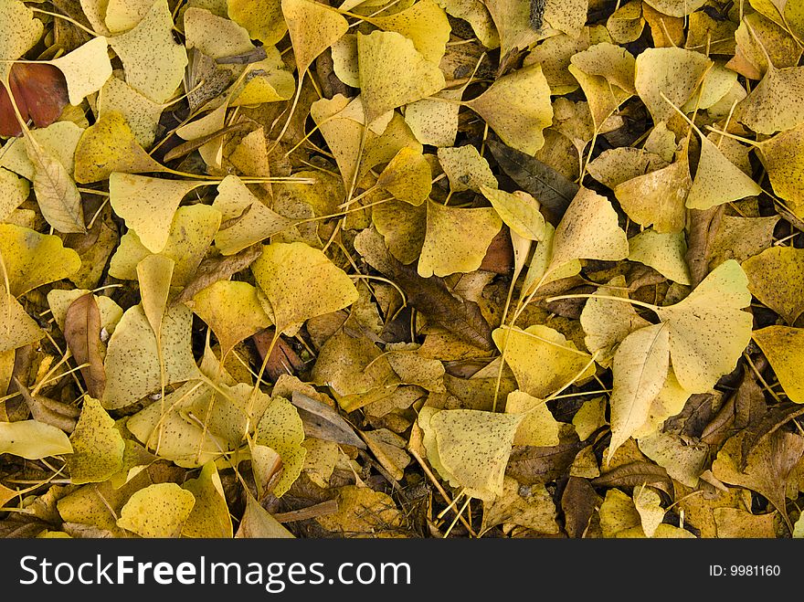 Autumn leaves from a ginkgo tree carpeting the ground. Autumn leaves from a ginkgo tree carpeting the ground