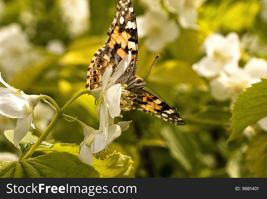 Brown Butterfly On A White Flower
