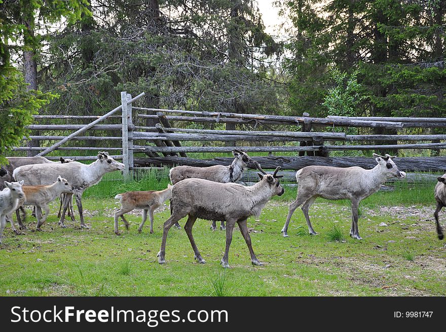 Reindeers in the north of Sweden