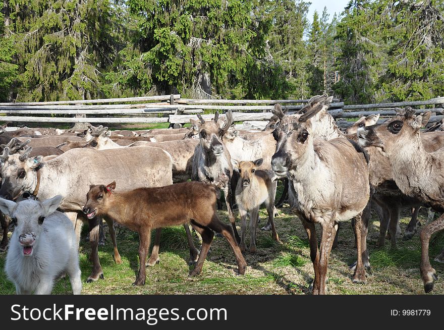 Reindeers in the north of Sweden