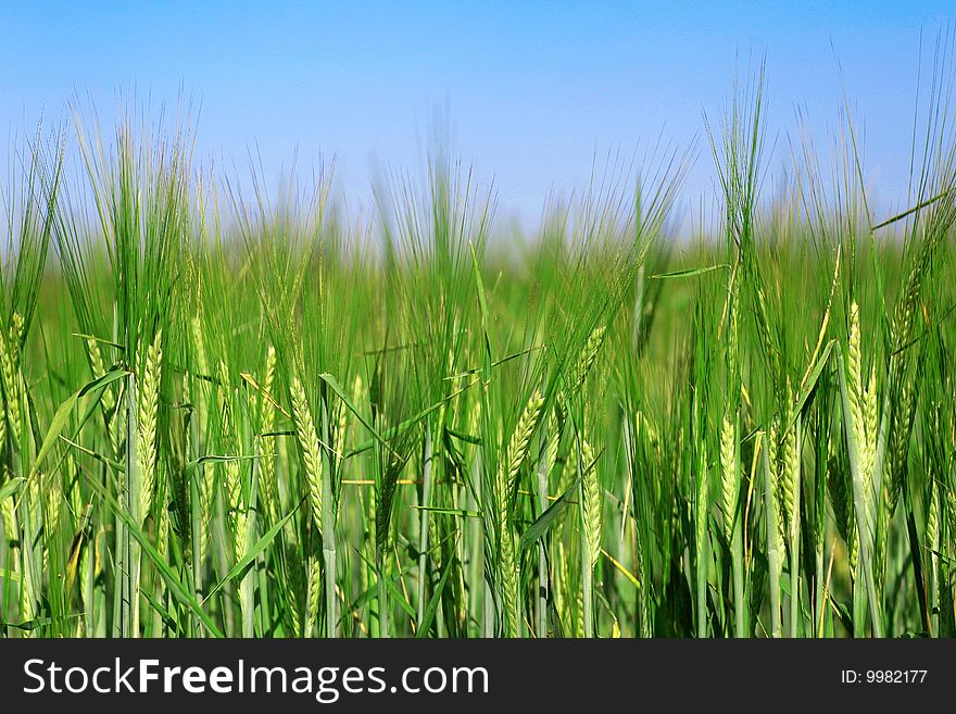 Close up green ear of rye before harvest on blue sky background