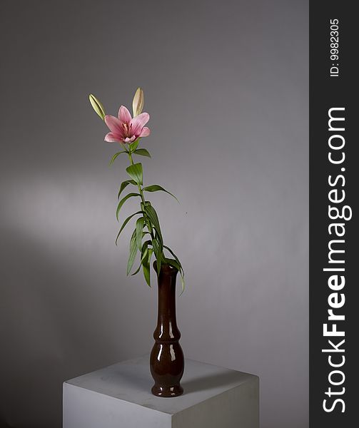 Pink lily studio shot in vase