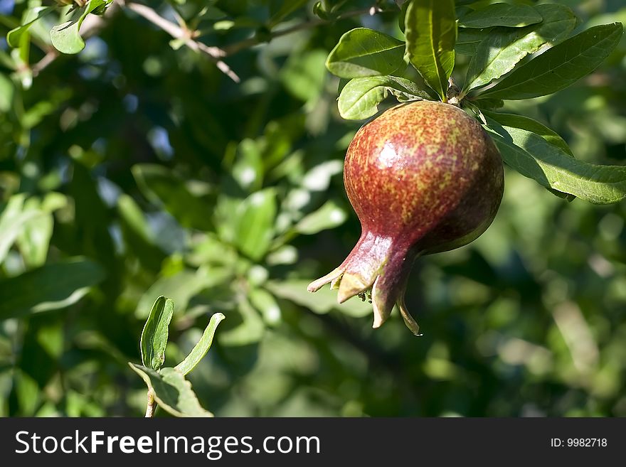 Single pomegranate in an orchard