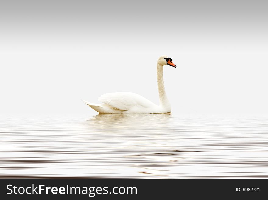 Beautiful White Swan on Gray background with reflection