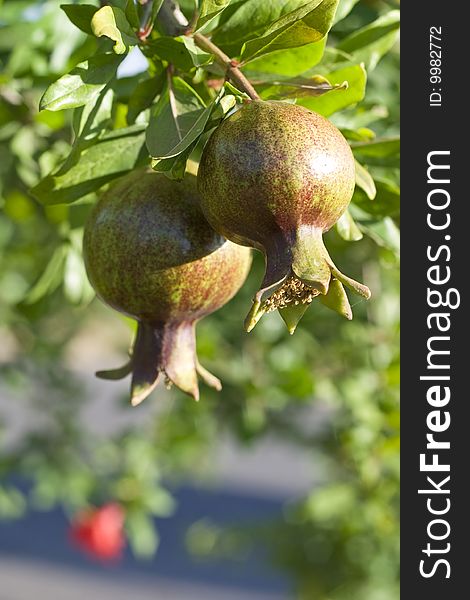 Singel pomegranate in an orchard. Singel pomegranate in an orchard