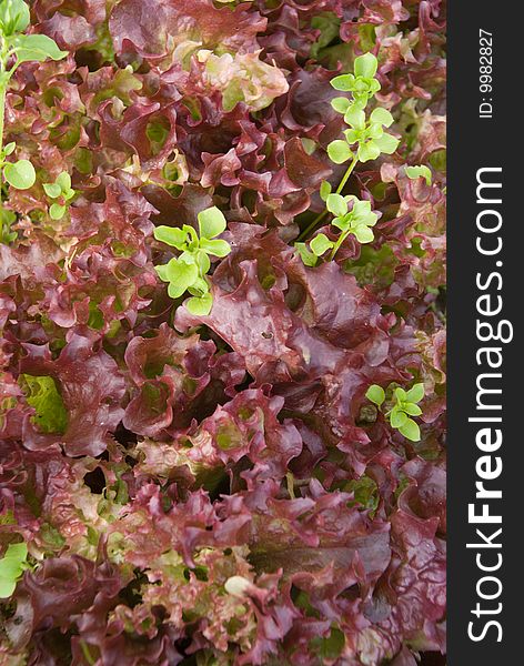 The lettuce (red and green) in garden