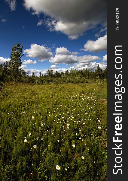 This is a view of a beautiful field of wild daisies in British Columbia, Canada. This is a view of a beautiful field of wild daisies in British Columbia, Canada.