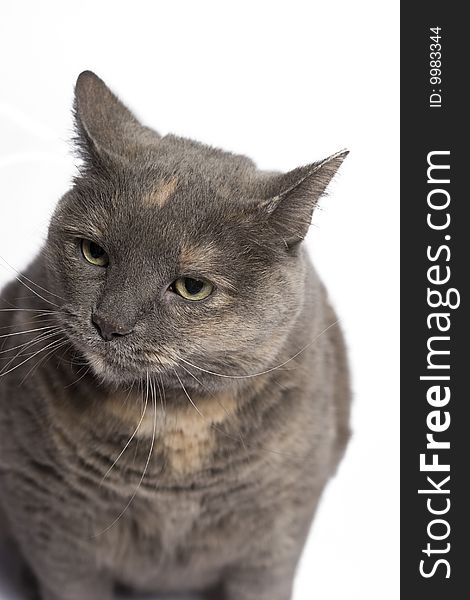Gray and beige cat with angry expression. Gray and beige cat with angry expression