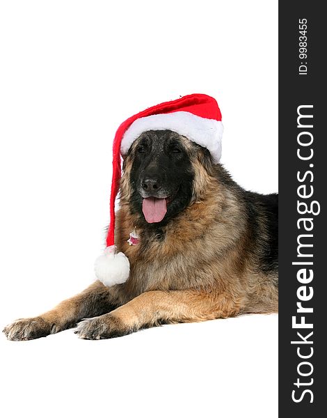 Large dog wearing a santa hat. Large dog wearing a santa hat