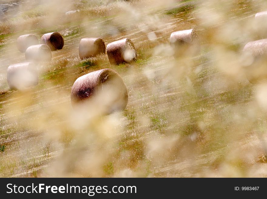 Rolls On A Wheat Field