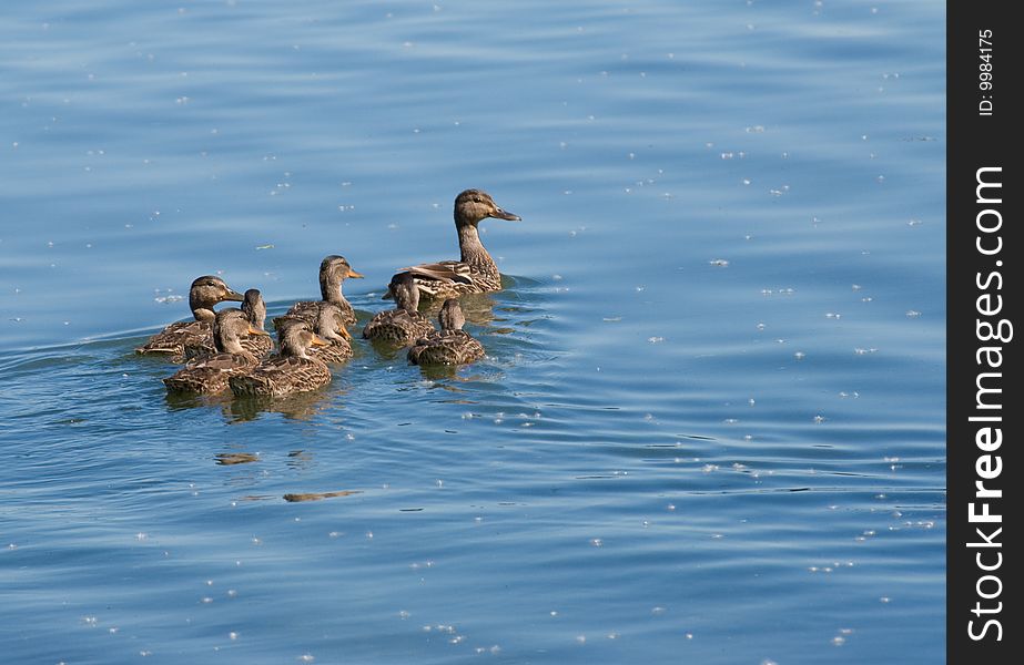 Female mallard duck with her baby ducks