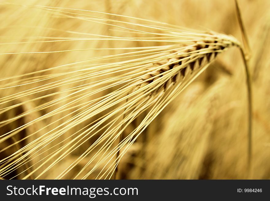 Closeup wheat in summer field. Closeup wheat in summer field