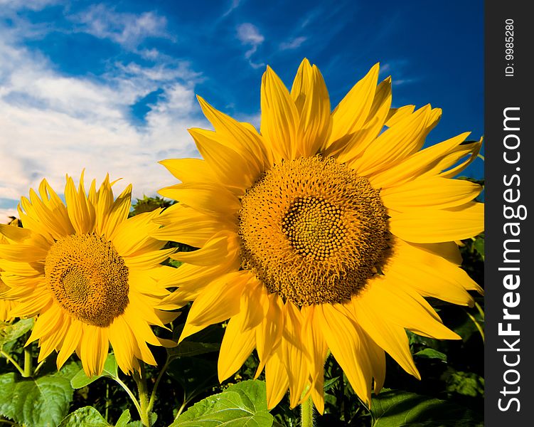 A plantation of gold sunflowers  on a background of the blue cloudy sky