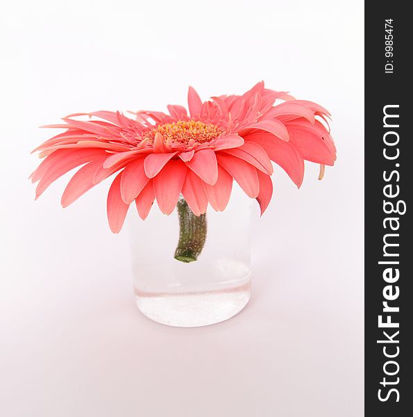 Pink flower of gerber in small glass vase isolated on white