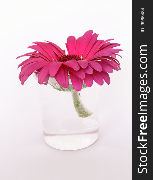 Purple flower of gerber in small glass vase isolated on white