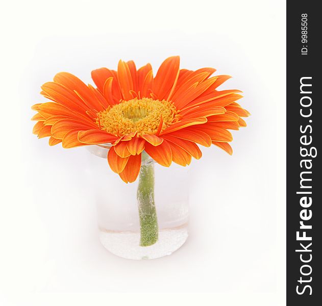 Orange flower of gerber in small glass vase isolated on white