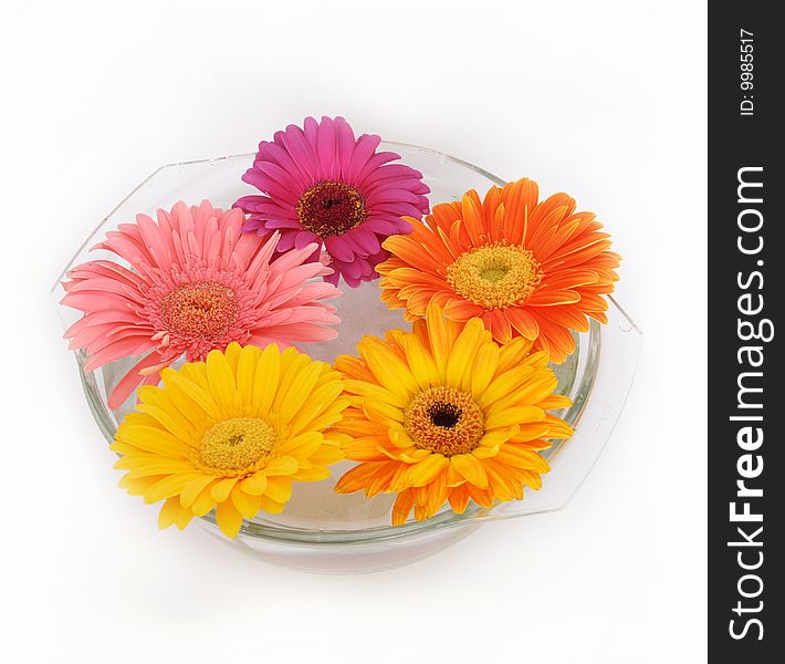 Flowers of gerber in glass isolated on white. Flowers of gerber in glass isolated on white