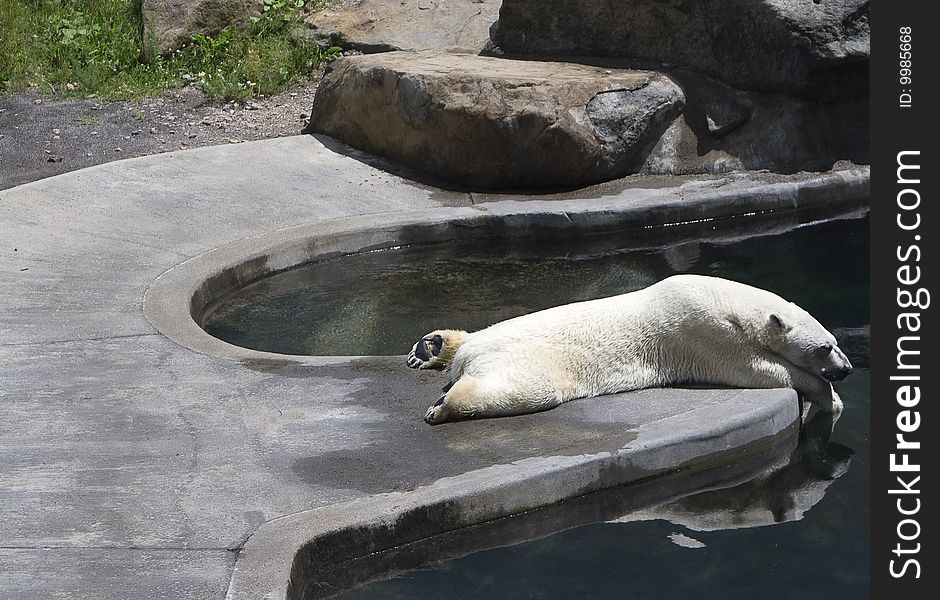 Polar bear sleeping by pool. Polar bear sleeping by pool