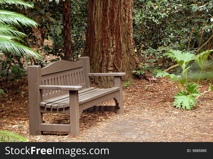 A bench in a secluded forest clearing. A bench in a secluded forest clearing.