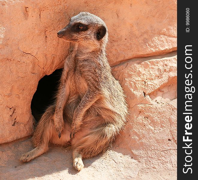 Funny suricate relaxation around your hole