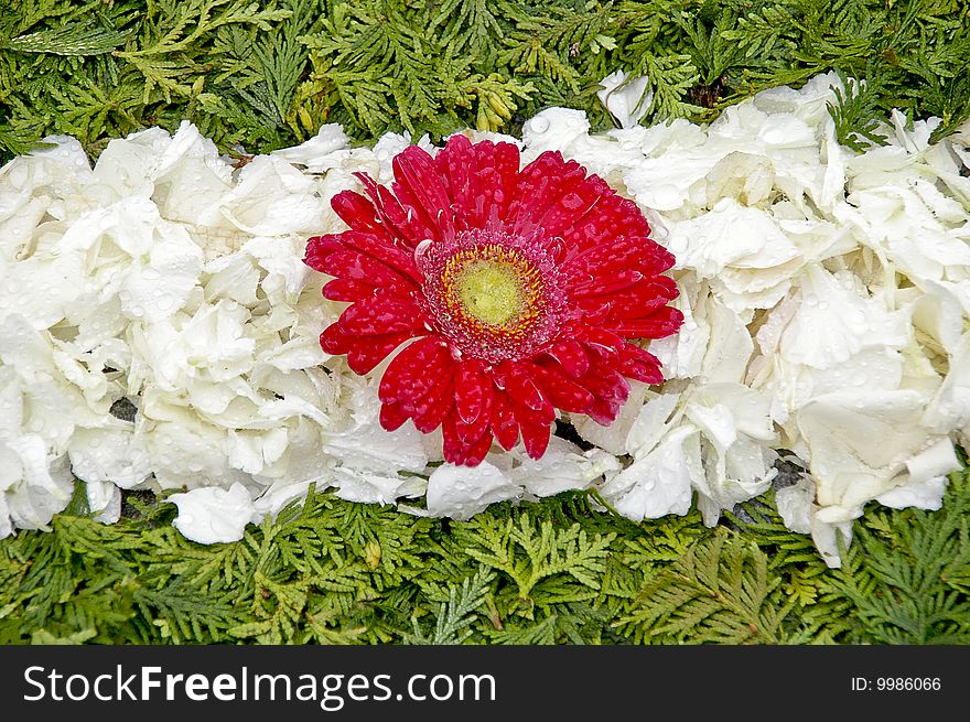 Red daisy with white petals and green sheets of cedar