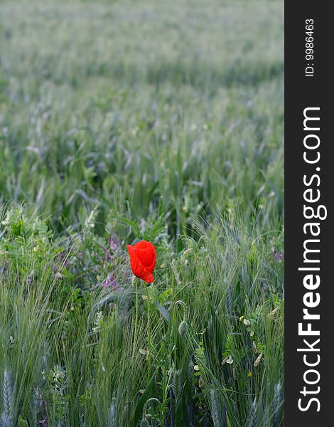 Red poppy in green field