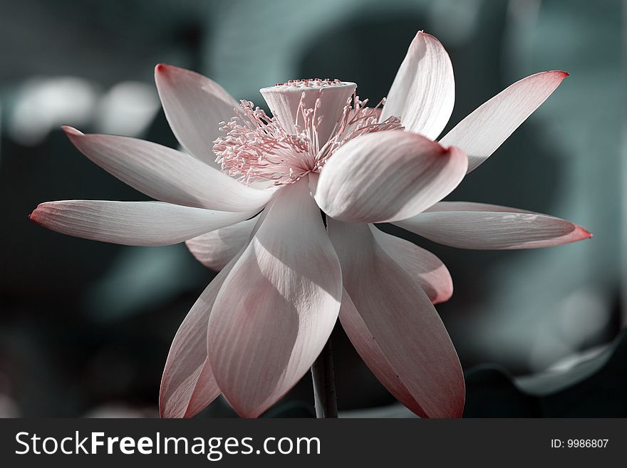 A charming lotus bloom in the pond. The tone is adjusted on later stage. A charming lotus bloom in the pond. The tone is adjusted on later stage.