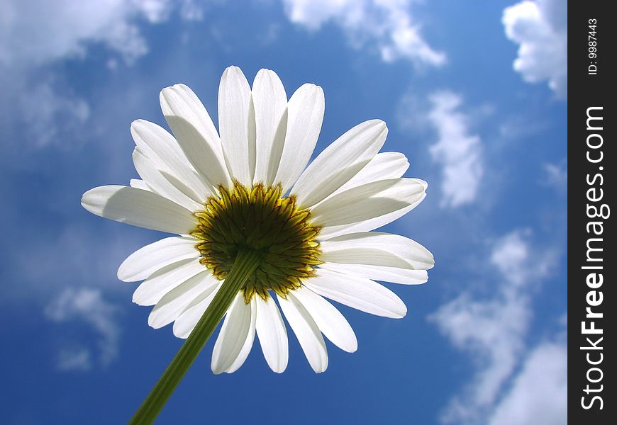 White daisy against dark sky with light clouds