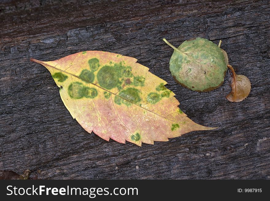 Beech Leaf