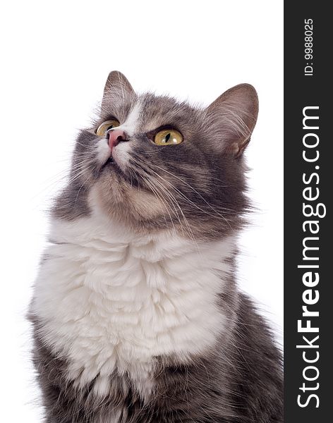 Furry grey cat on white background