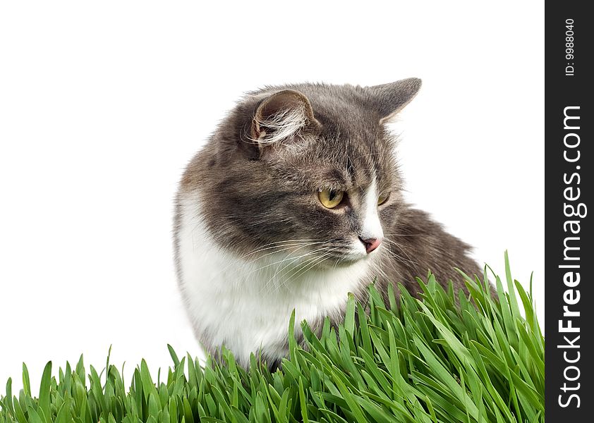 Furry grey cat in the grass