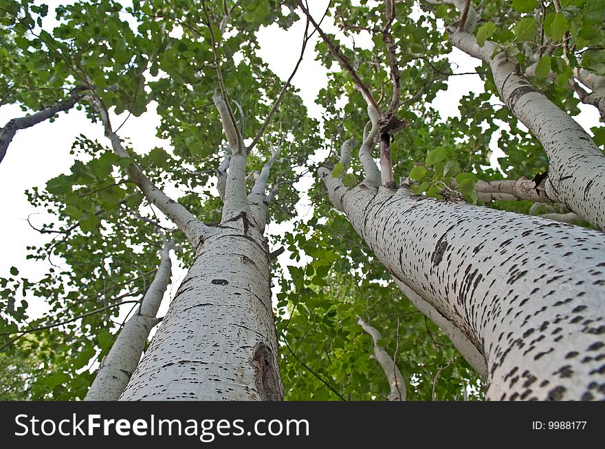 Young aspens with beautiful trunks