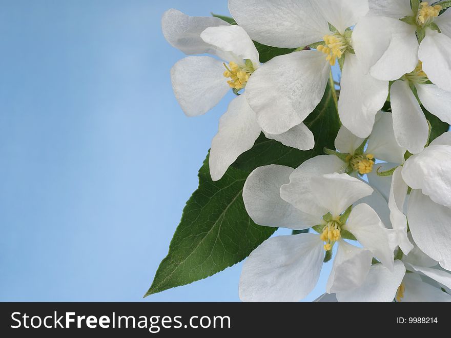 Flowers of apple-tree on blue background