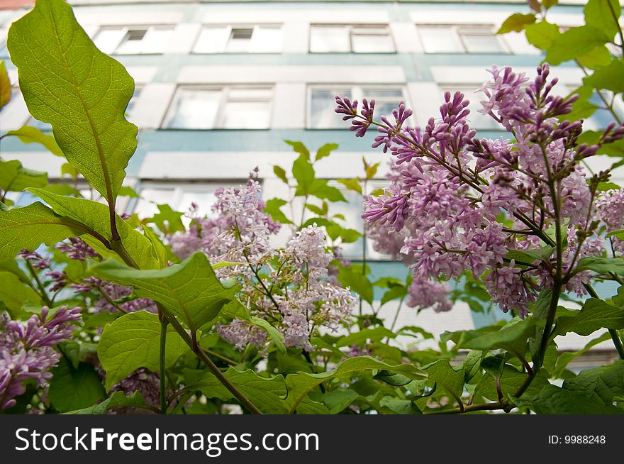 A wall with windows over buhch of lilac in blossom