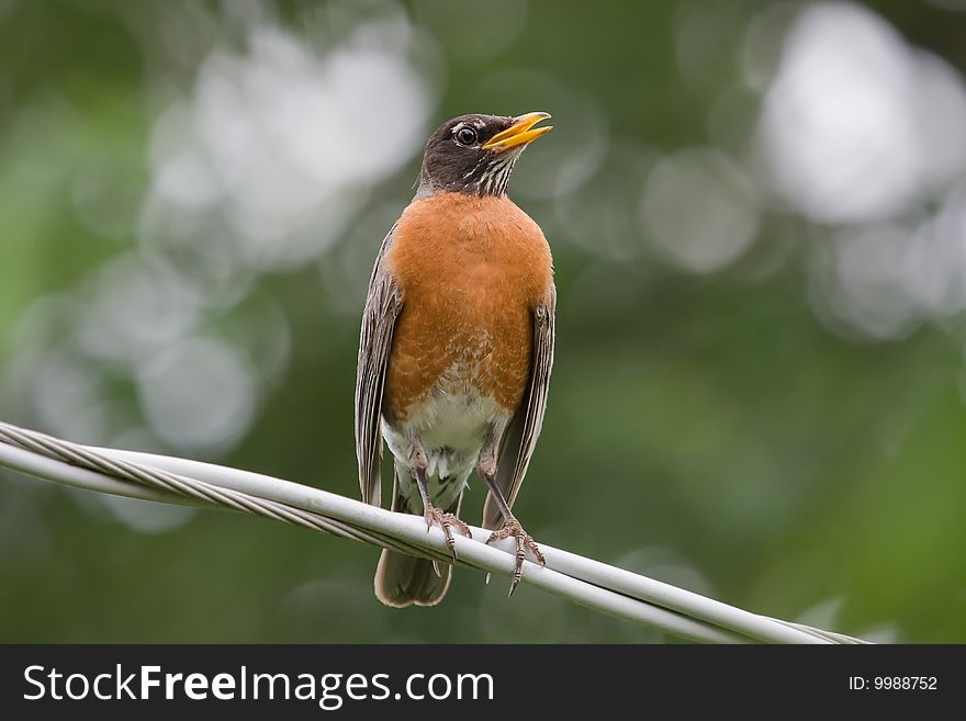 Robin singing on an electrical house wire. Robin singing on an electrical house wire.