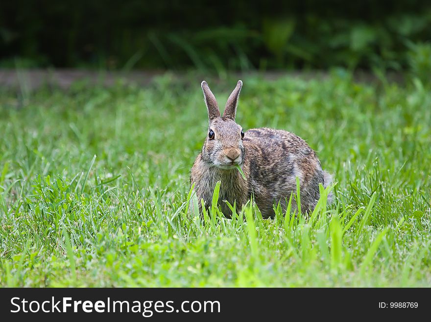 Hungry Jack Rabbit Eating eating some grass.