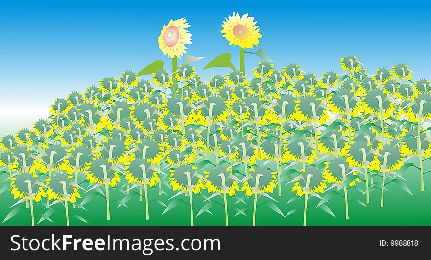 A sunflower field, sunflower yellow blossoms. A sunflower field, sunflower yellow blossoms.