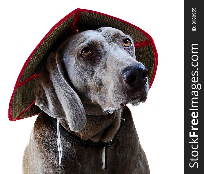 Weimaraner dog with big hat