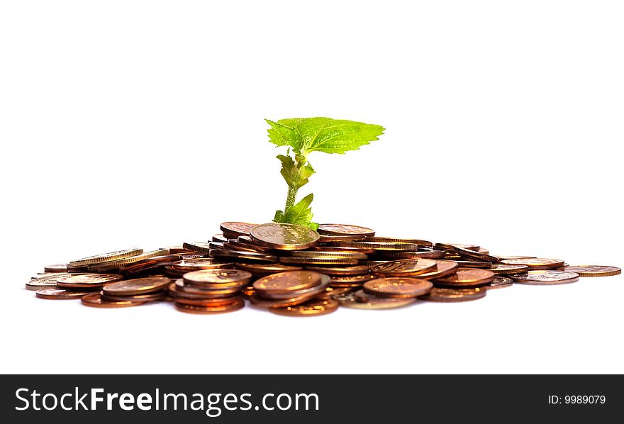 Concept of a plant and a lot of  coins isolated on white background. Concept of a plant and a lot of  coins isolated on white background