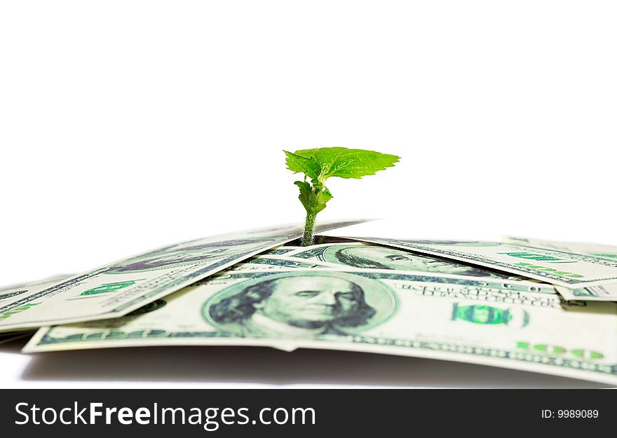 Concept of a plant and a lot of  coins isolated on white background. Concept of a plant and a lot of  coins isolated on white background