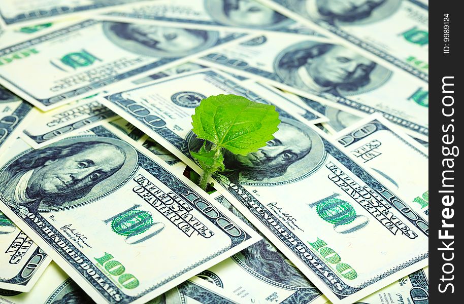 Young plant and dollars - growing money concept