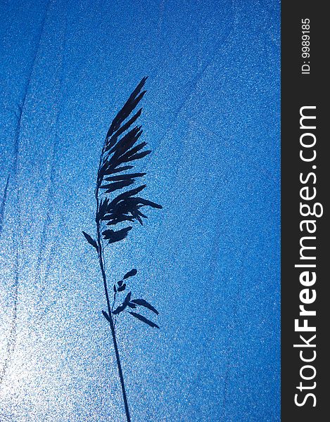 Grass shadow on blue background