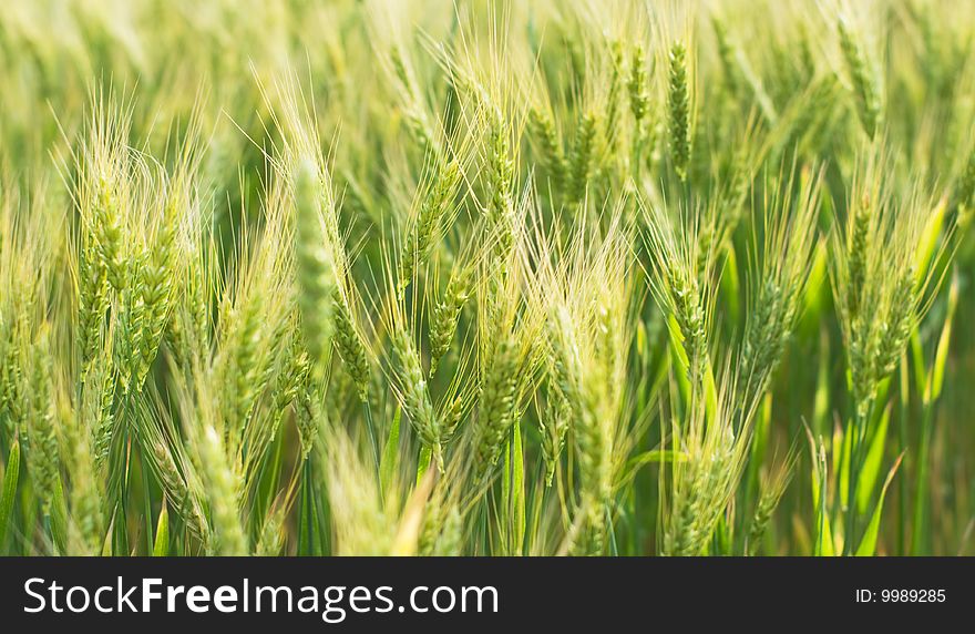 Farm field with wheat plant