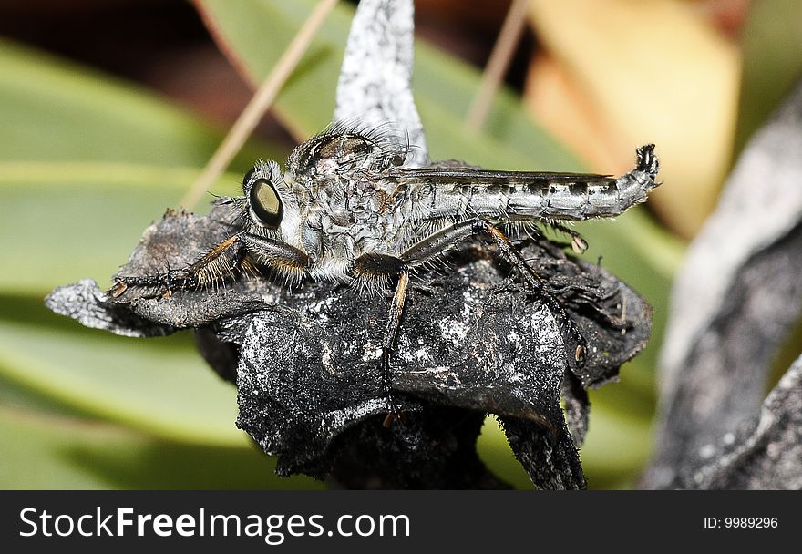 Macro view of a robber fly on top of a dried plant.