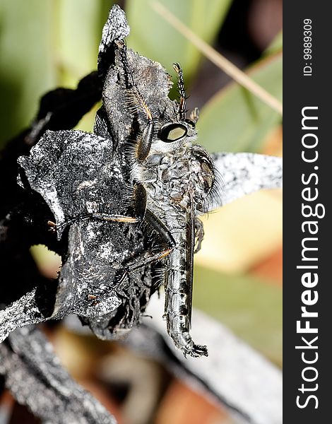 Macro view of a robber fly on top of a dried plant.