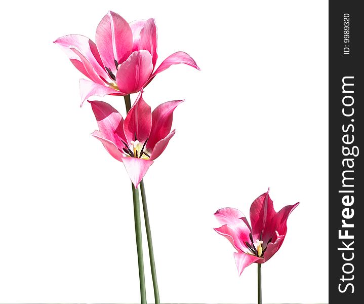 Red tulips on a white background