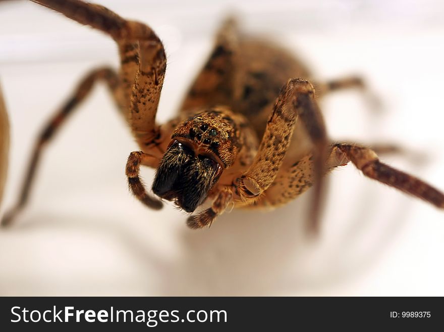 Macro view of a wolf-spider on a white background.