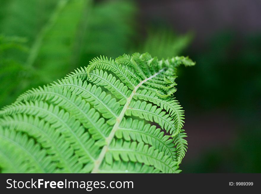 Fern branch in a wood. Fern branch in a wood