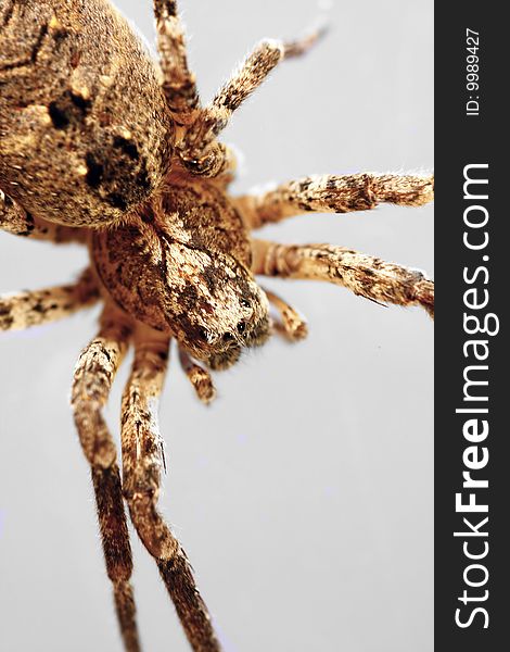 Macro view of a wolf-spider isolated on a white background. Macro view of a wolf-spider isolated on a white background.