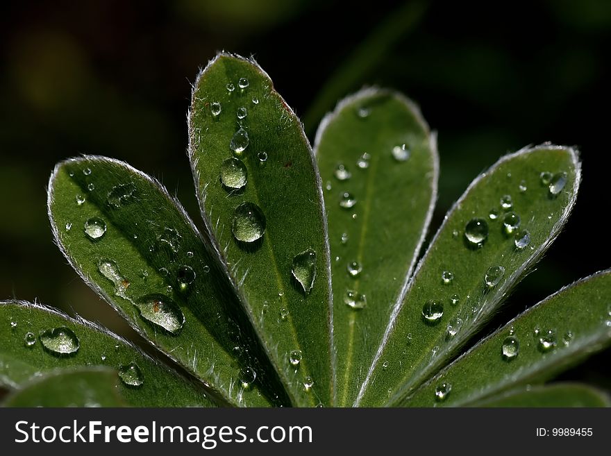 Closeup view of some leafs on a plant with drops of water. Closeup view of some leafs on a plant with drops of water.